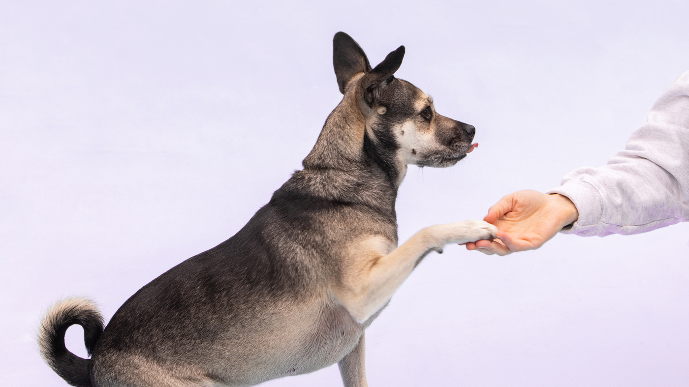 Off Leash Obedience Training Arizona: Transform Your Dog’s Behavior With Proven Techniques
