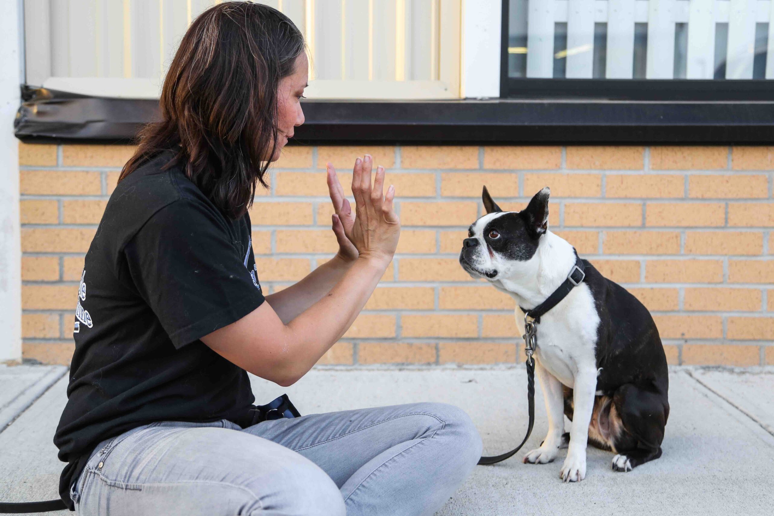 Beginning Agility Training for Dogs: A Practical Guide to Get Started