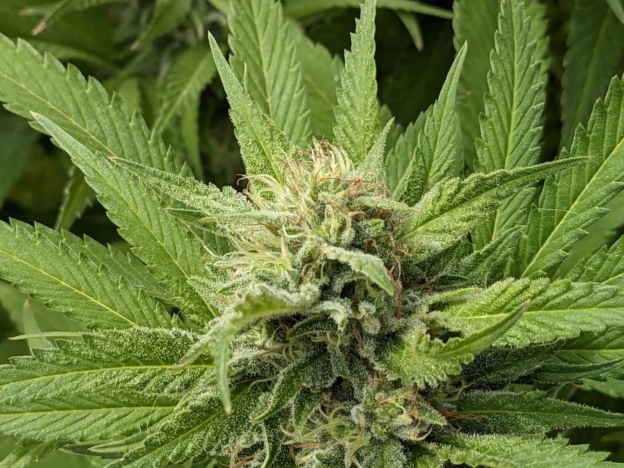 Miami runtz strain Origins and Genetics Breakdown